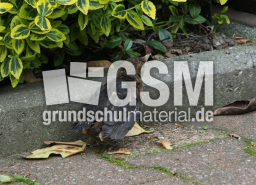 junge-Amsel-2010 019.jpg